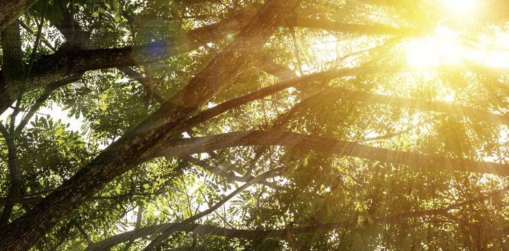 Shining light through forest trees