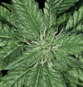Cannabis bud close-up photo.