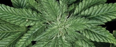 Cannabis bud close-up photo.