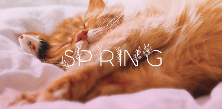 Lazy orange cat having a snooze on the bed.